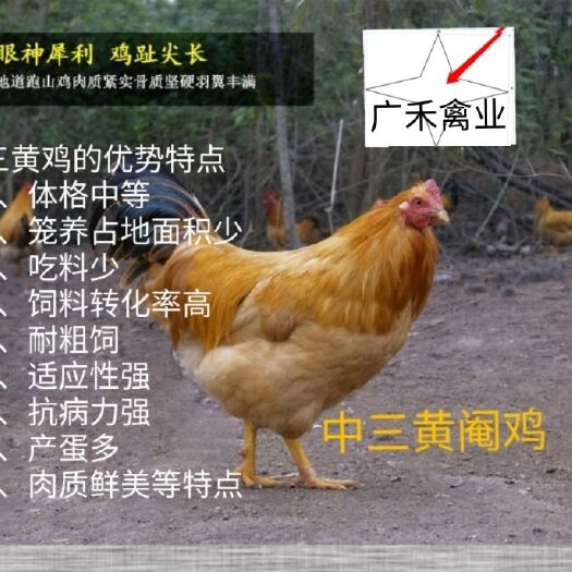 南宁 三黄土鸡苗，三黄土1.5公可长4-5斤三黄土2可长5—6斤