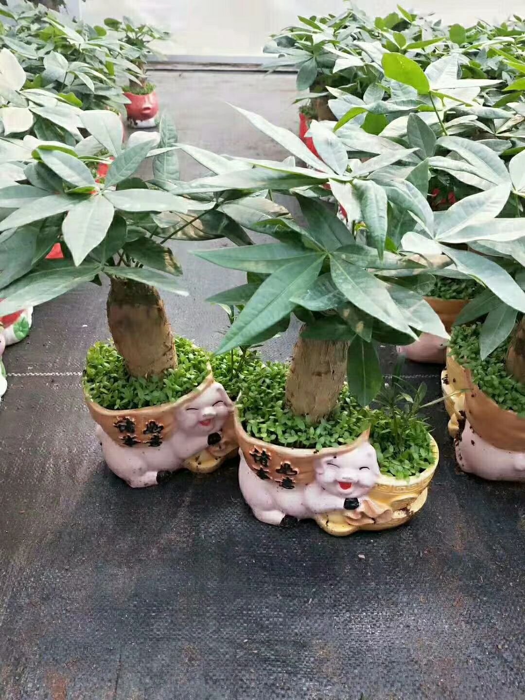  陶瓷小森林发财树