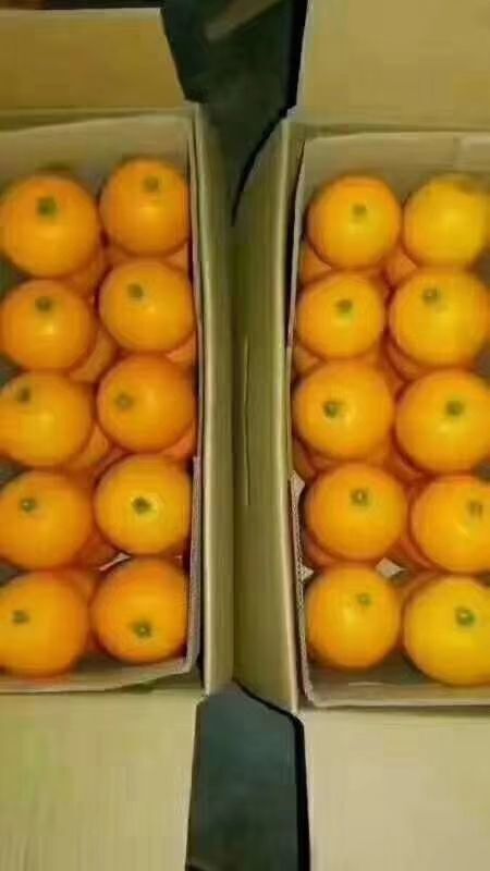 麻阳县锦红冰糖橙 60 - 65mm