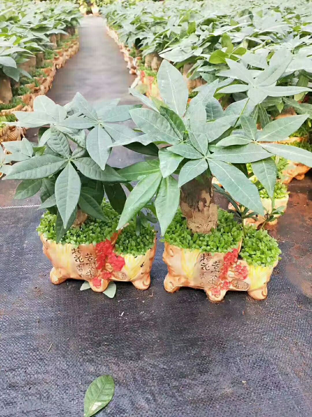  陶瓷小森林发财树