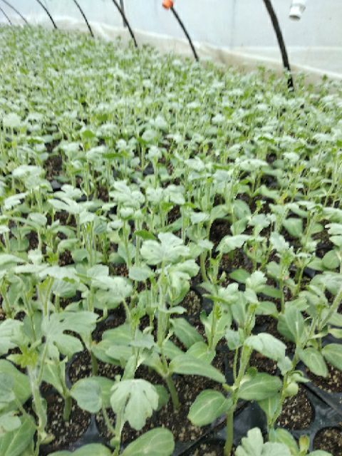 荆门8424西瓜苗 种植户，欢迎新老朋友，有需要的抓紧时间联系