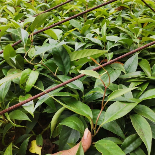 灵山县粉红黑老虎苗 黑老虎布福娜苗