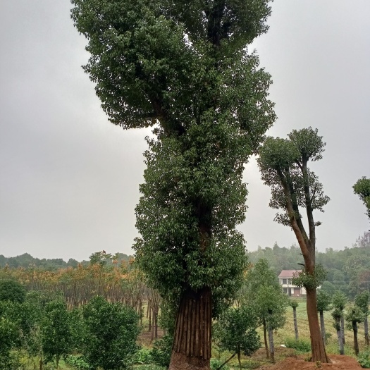 益阳 移植香樟50