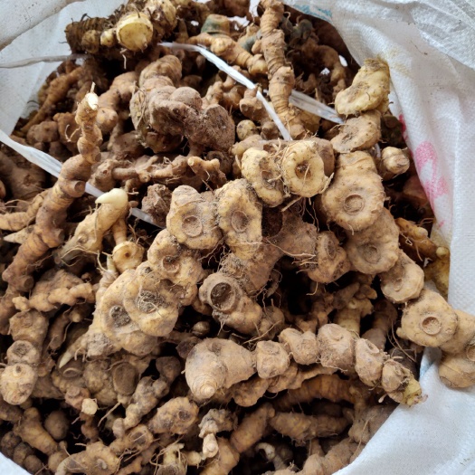 武平县批发:黄精