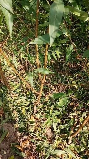 砀山县中油4号桃树苗 有大量桃苗上有多种品种如早油四，早四八，有五月仙，等品种。