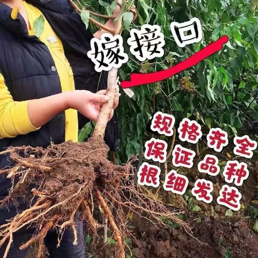 平邑县锦绣黄桃苗 锦绣黄桃