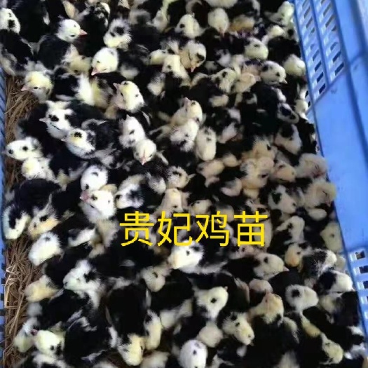 广州 贵妃鸡 鸡苗