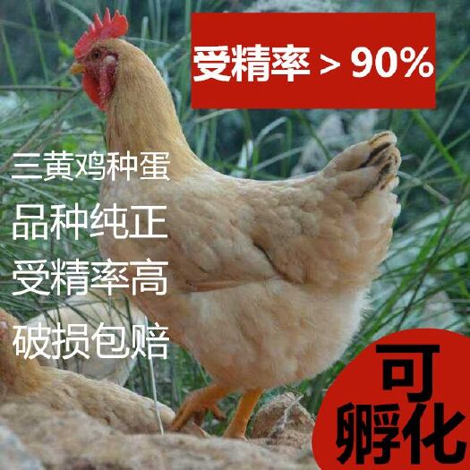 沭阳县三黄鸡蛋 三黄鸡大种蛋受精蛋