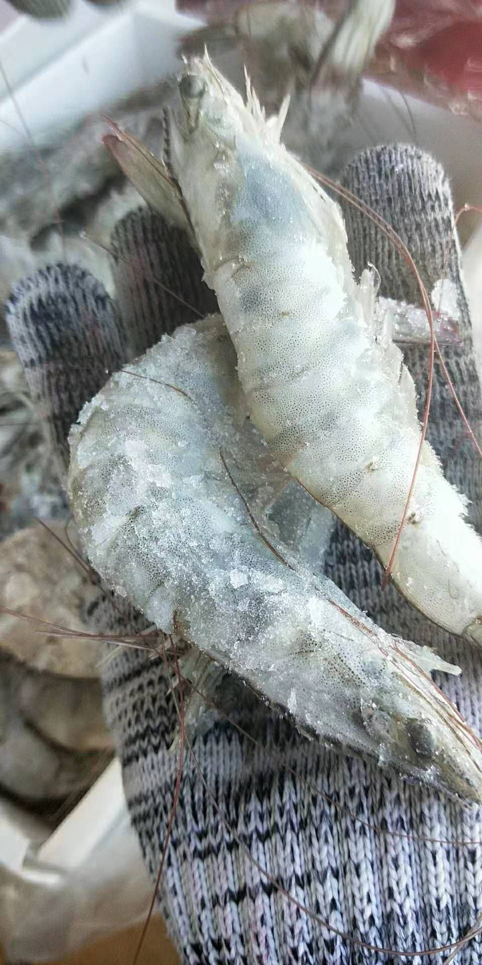 連云港近緣新對蝦  基圍蝦新鮮冷凍鹽水蝦