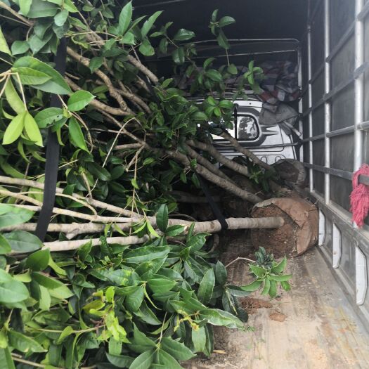 灵山县四季桂
