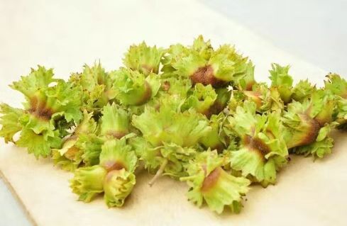 昌图县榛子 3-6个月 散装