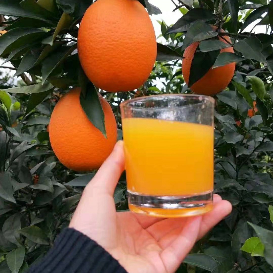  普脐  脐橙 纽荷尔脐橙 长虹 产地直销 一手货源