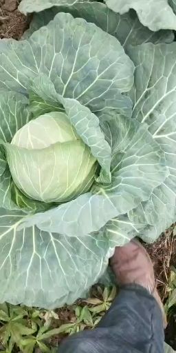 平度市奥奇娜甘蓝  加工厂扁包菜，奥奇娜