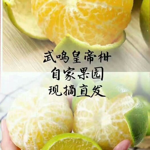 南宁皇帝柑 大量货源欢迎下单