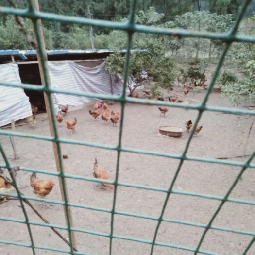资阳 正宗跑山鸡散养的