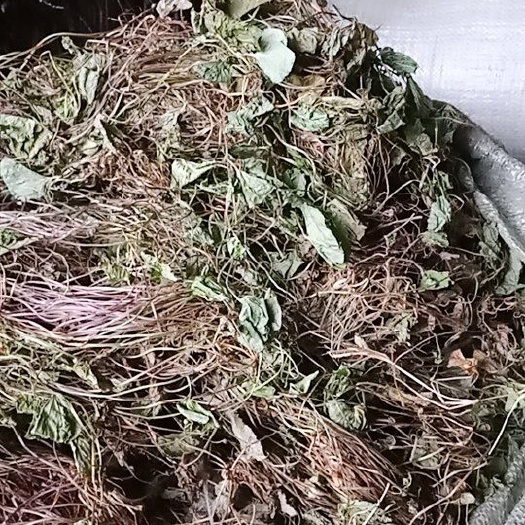 颜色看，积雪草，雷公根