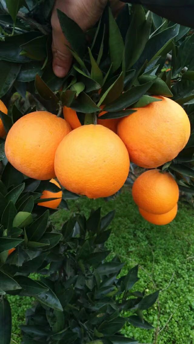  普脐  脐橙 纽荷尔脐橙 长虹 产地直销 一手货源