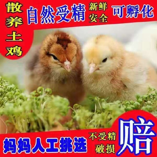 沭阳县 土鸡种蛋
