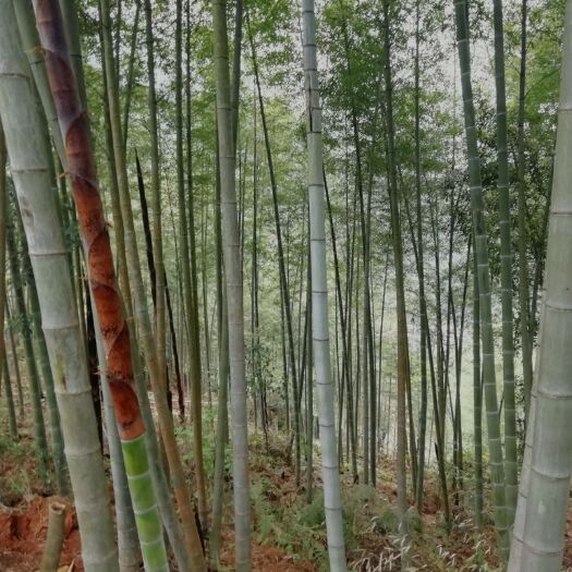 融水县毛竹  竹竿
