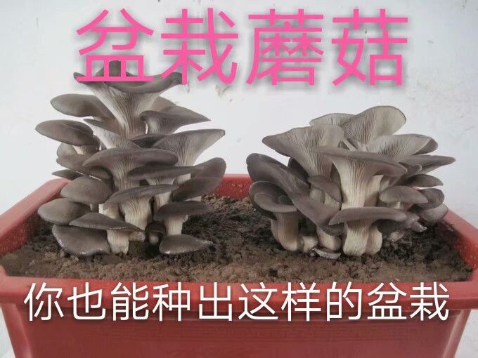 临漳县蘑菇 盆栽平菇