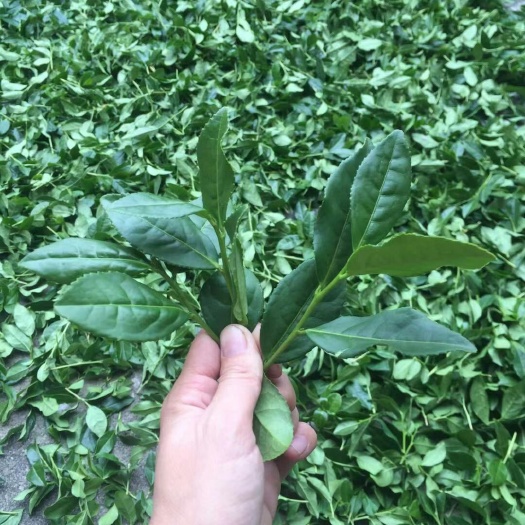 安溪县安溪铁观音 陈年手工铁观音，传统工艺，香韵味厚，口感饱满:回甘持久