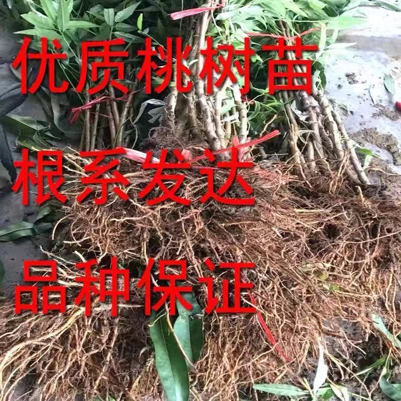 錦繡黃桃苗 錦繡黃桃