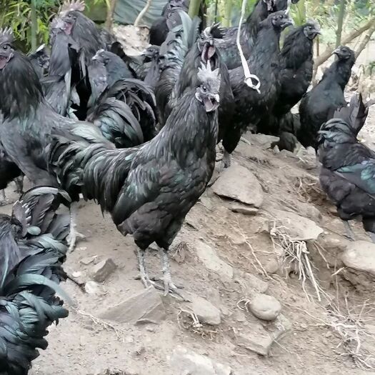 略阳县土鸡  略阳乌鸡农家林下散养土乌鸡老人小孩孕产妇炖汤营养更滋补