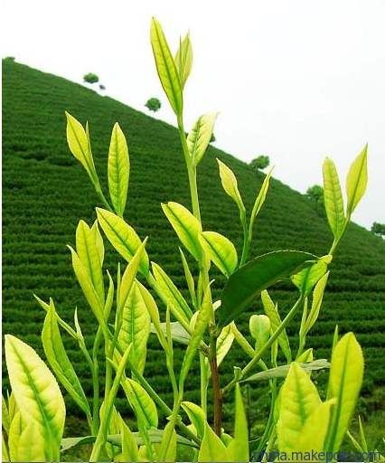 榕江县 青白茶