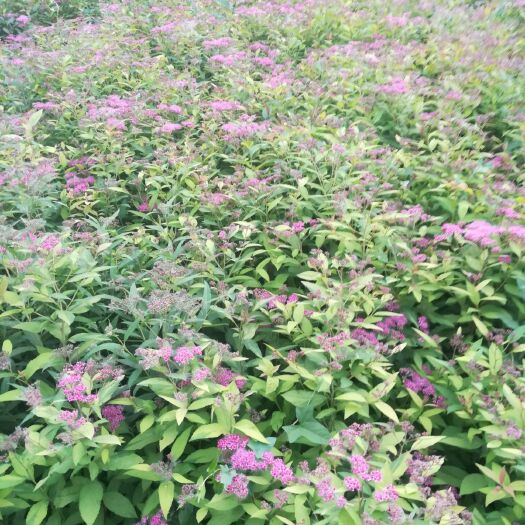 沭阳县金山绣线菊