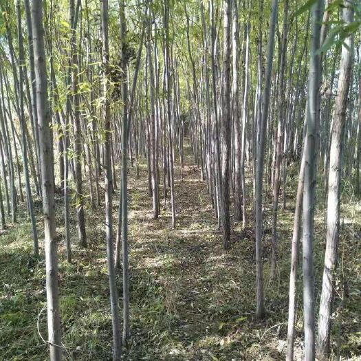 广河县 有大量2到18公分速生柳，欢迎各位老板联系