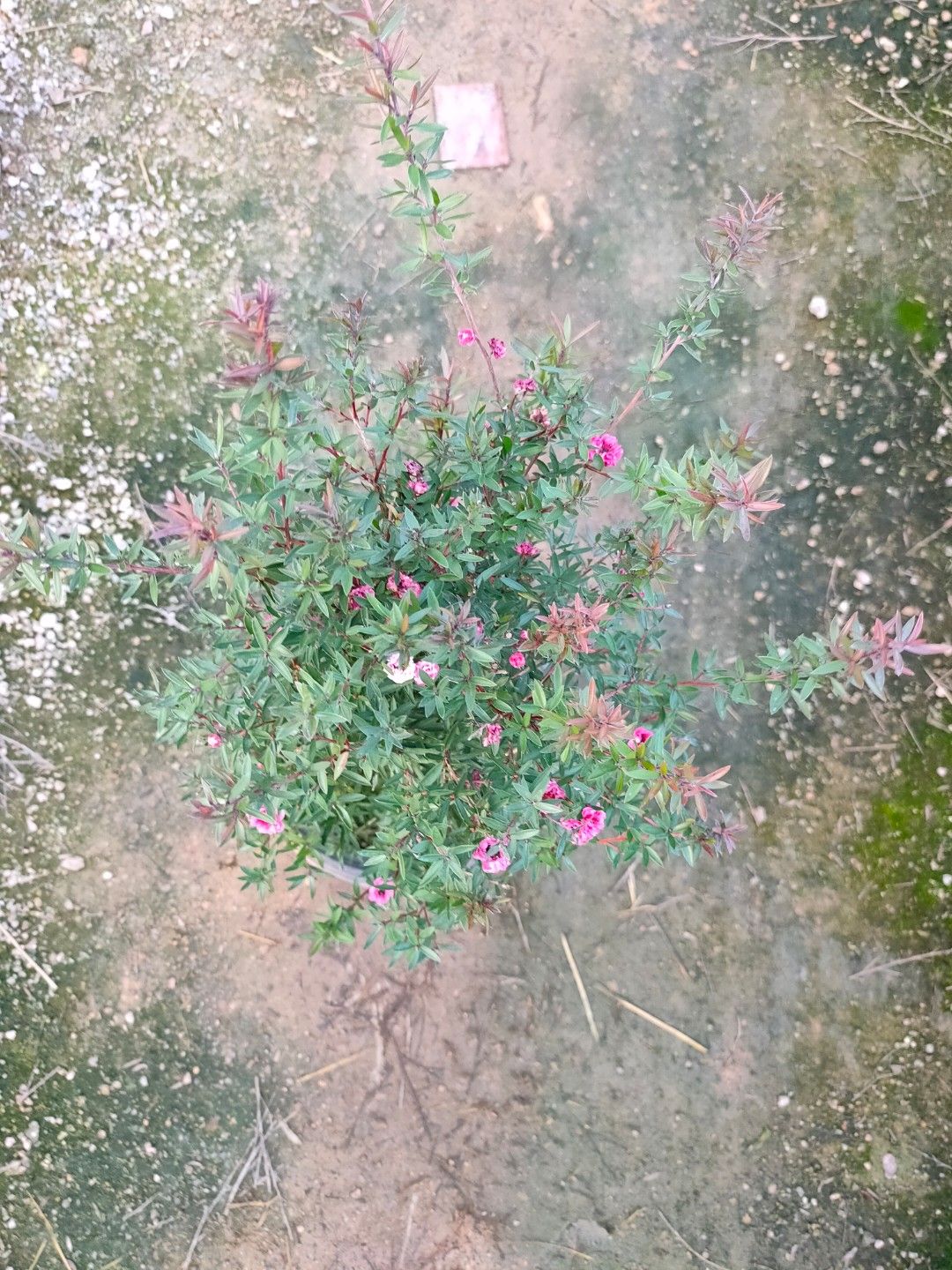 基地直售批发松红梅