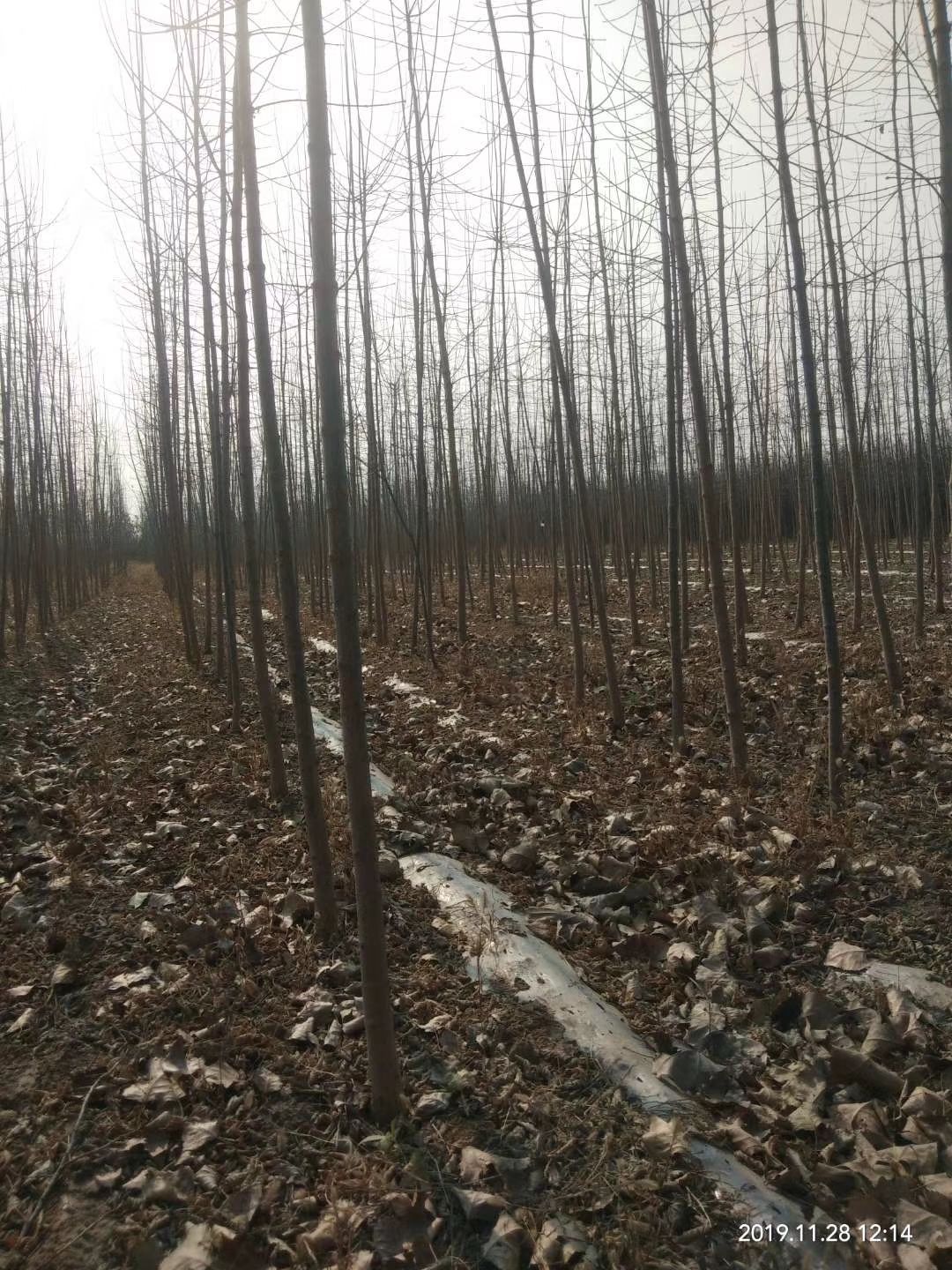  3公分4公分5公分金叶复叶槭量大