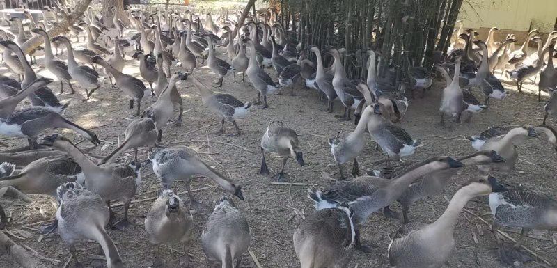 阳西县马岗鹅肉 活禽