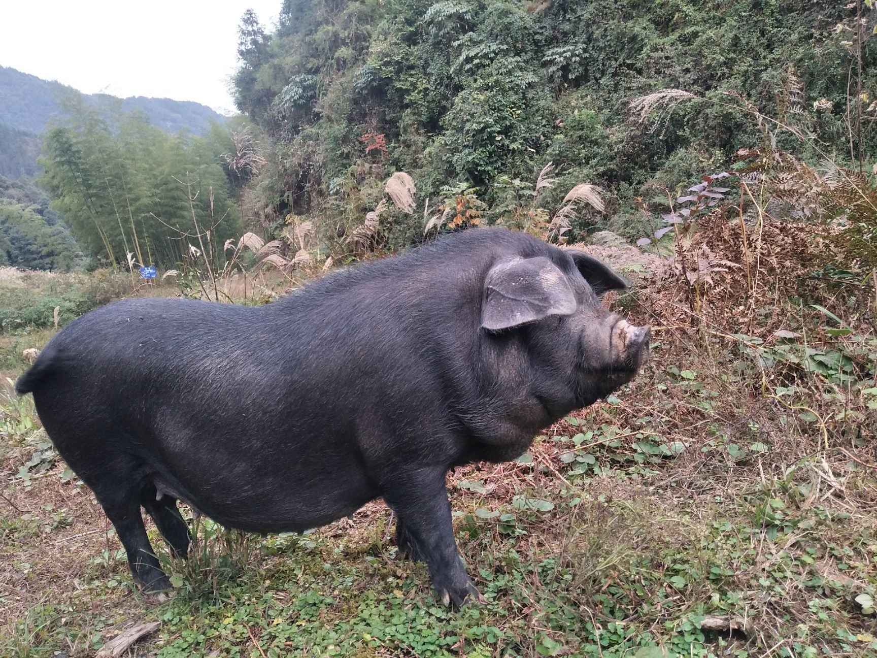 中国本土黑猪图片