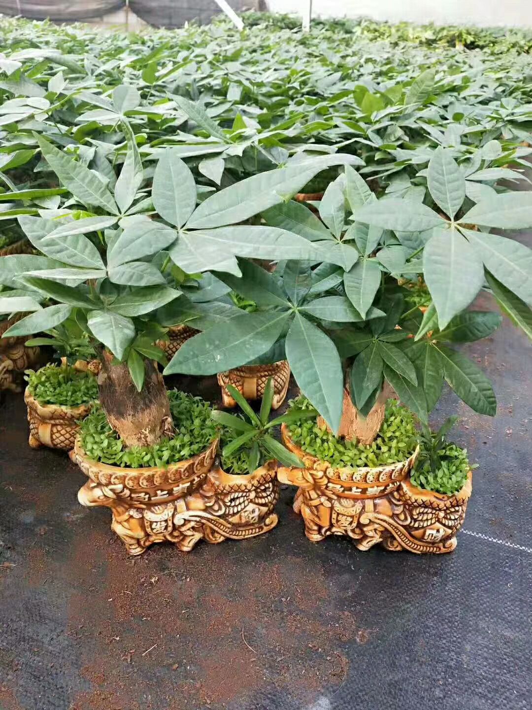  陶瓷小森林发财树