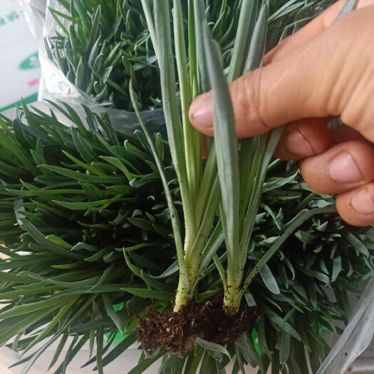 昆明鲜切花康乃馨种苗长期供应康乃馨花苗 四季开花不足一年康乃馨