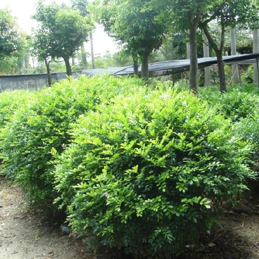 遂溪县平安树盆栽