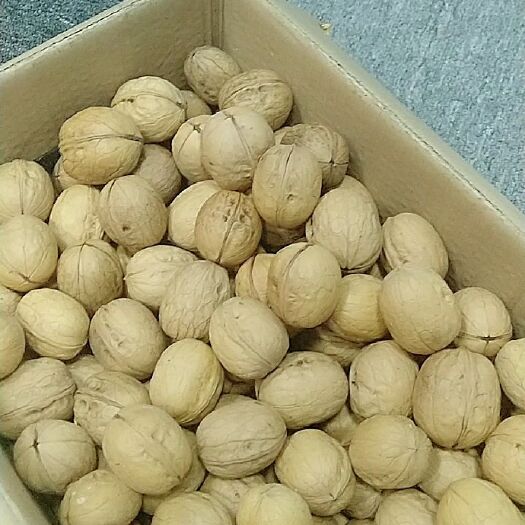 新郑市 薄皮核桃新二