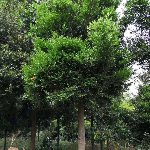 云霄县 竹柏