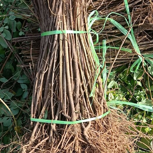 绛县药用连翘苗  批发一年和两年的大药用苗