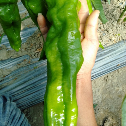 昌宁县薄皮椒  精品泡椒大量上市，有需要的老板联系……