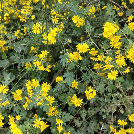 乐至县 四川野菊花干菊花求购
