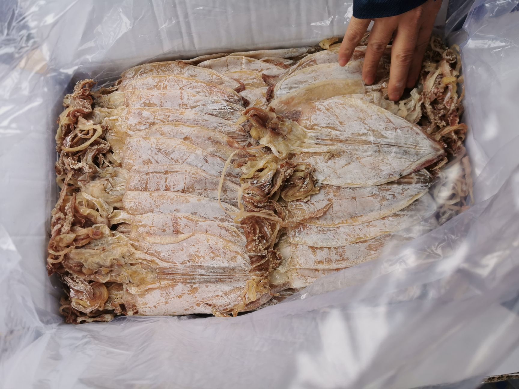 鱿鱼干 手撕鱿鱼、烧烤鱿鱼优质2AAAA有视频