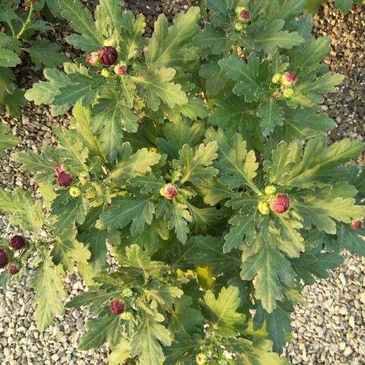 青州市荷兰菊苗