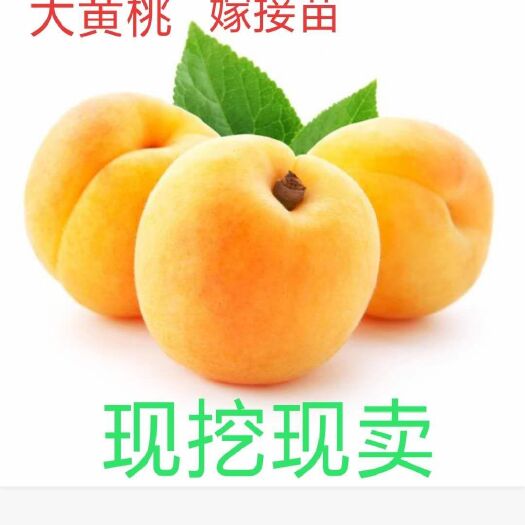 平邑县黄金蜜桃树苗 黄金桃芒果口味新品种，售后技术免费，包成活产地直。