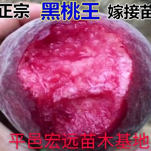 平邑县中油18油桃 黑桃王 中华黑桃皇后 现挖现发包成活 假一赔万