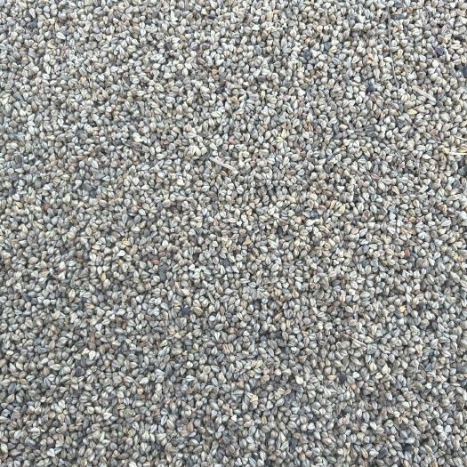 海原县甜荞 旱地苦荞  量大