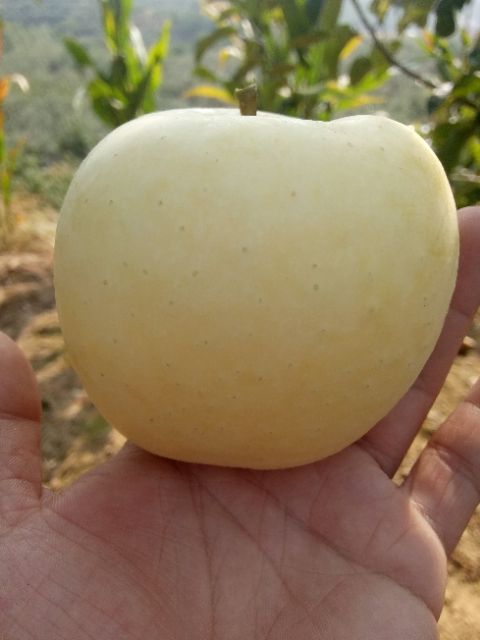 冰糖心苹果苗 冰糖心金苹果黄金苹果