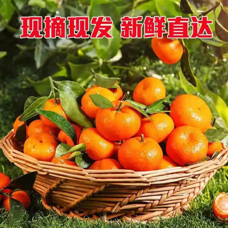 【广西砂糖橘】代发3/5斤新鲜柑橘类水果产地直发非宜昌蜜橘
