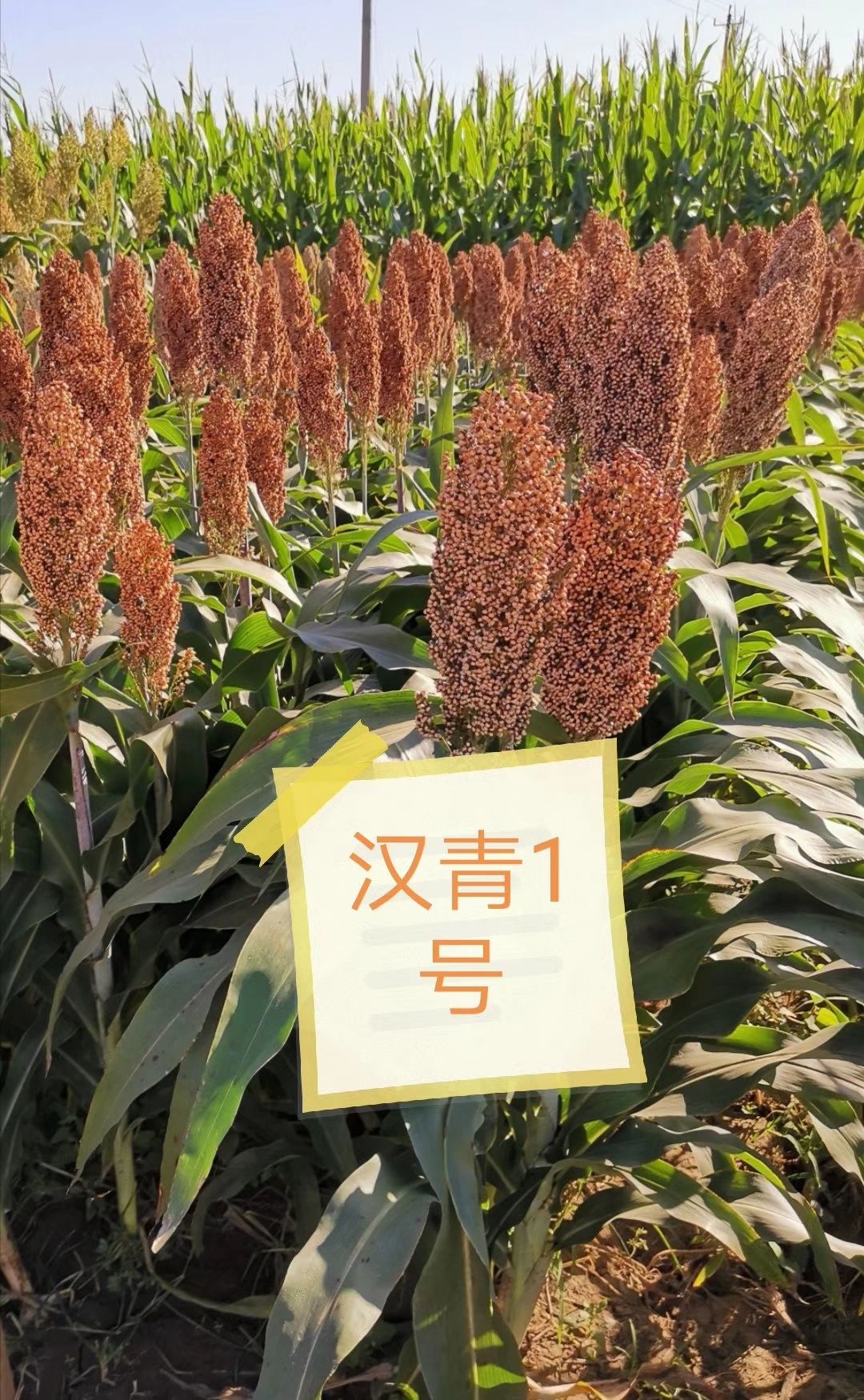  高粱种子，优质酿酒高粱种子